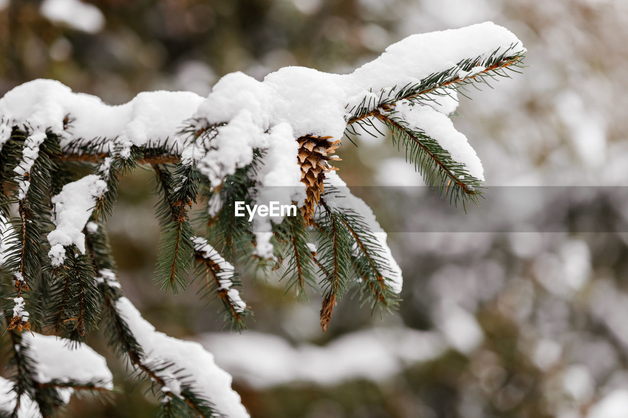 Close-up of snow covered pine tree