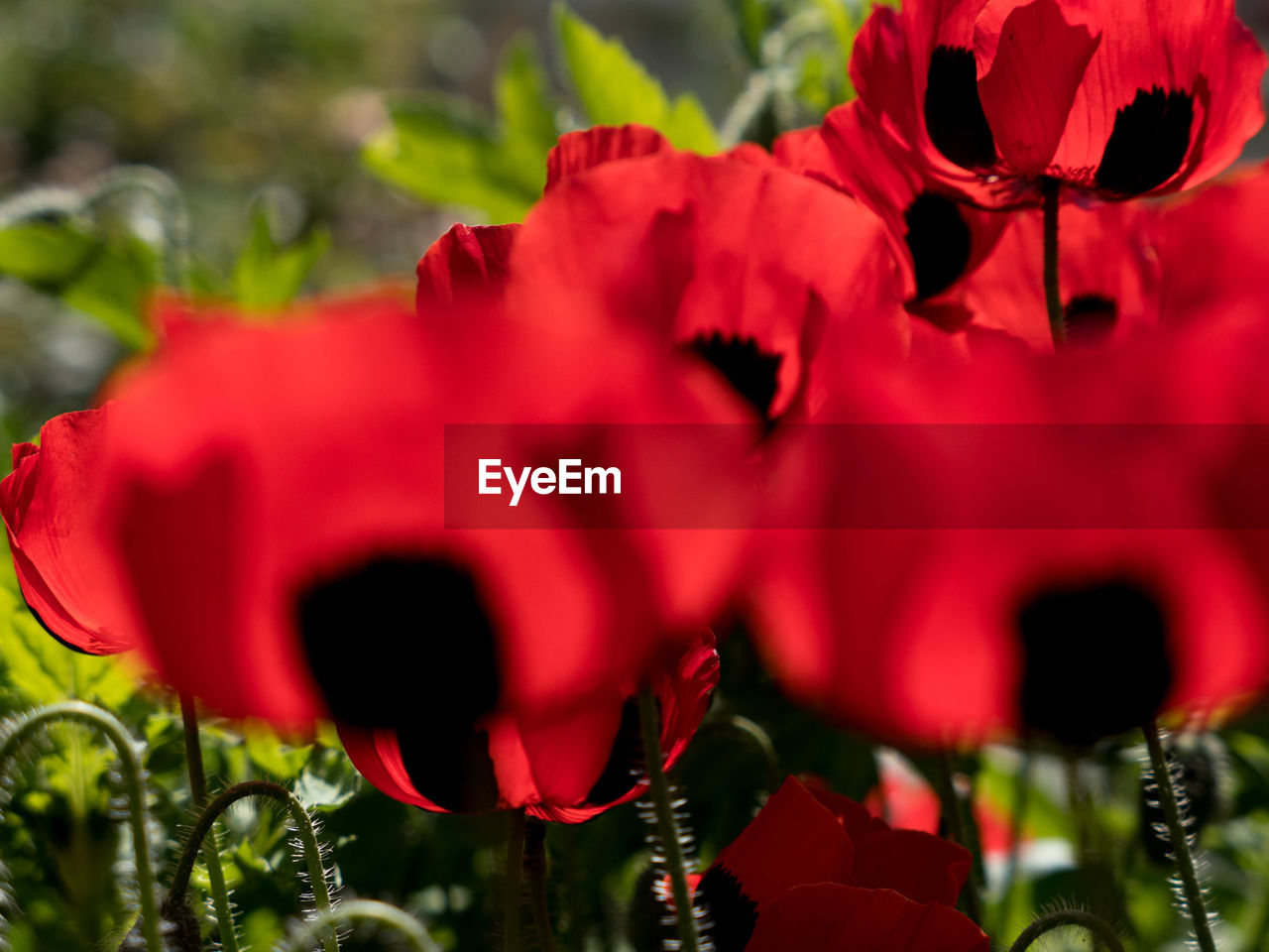 Close-up of red flowers