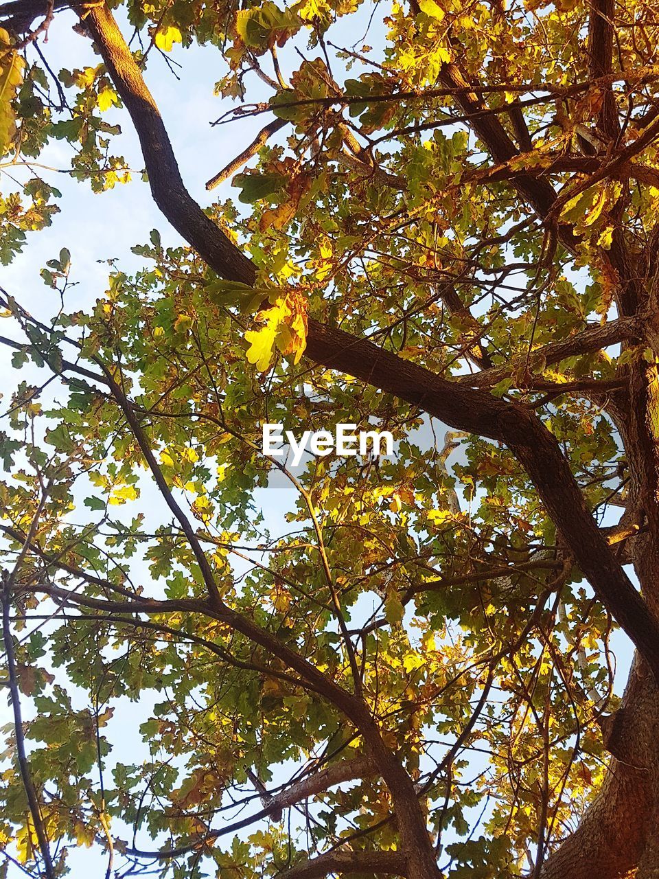 Low angle view of tree in autumn