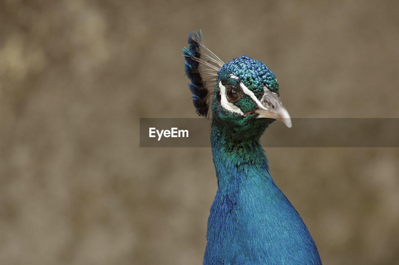 Close-up of peacock