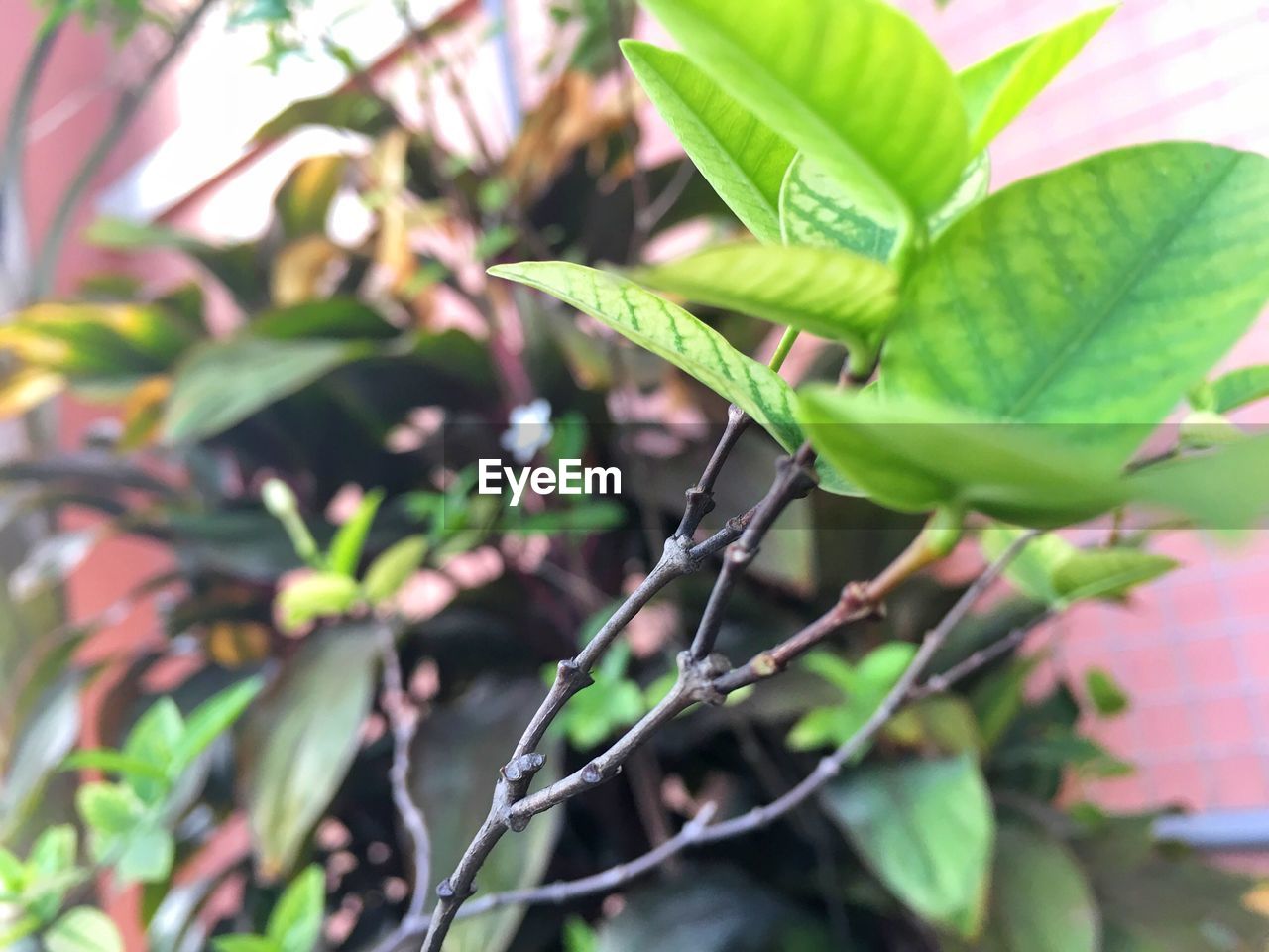 CLOSE-UP OF FRESH GREEN PLANTS