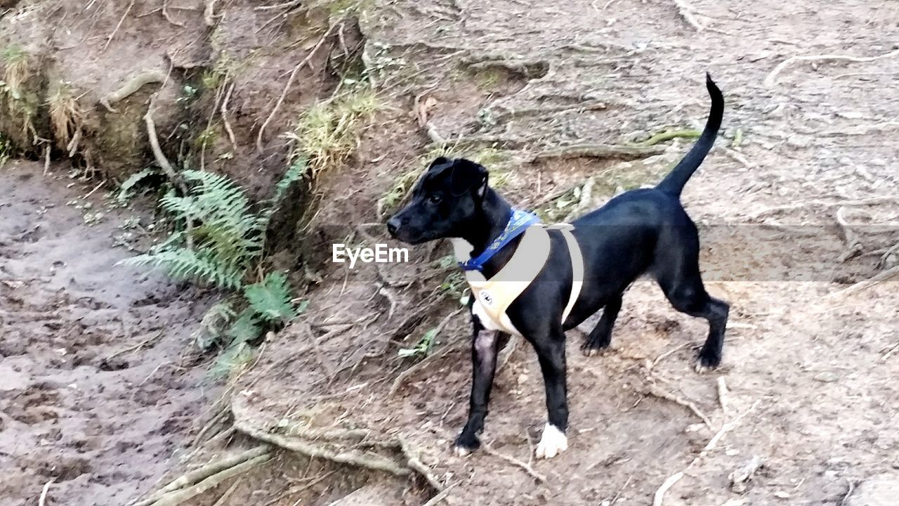 DOG STANDING ON ROCKS