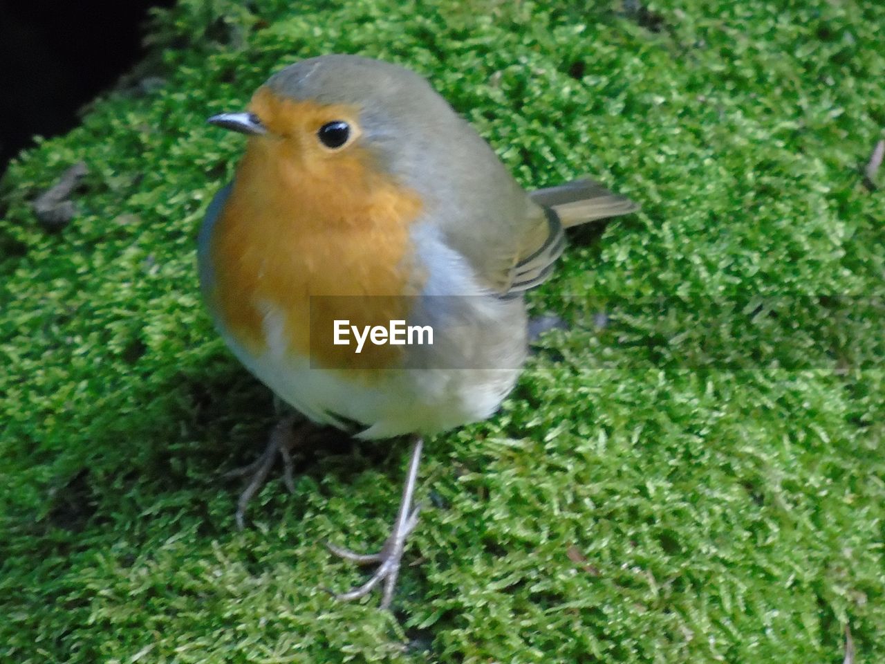 CLOSE-UP OF BIRD PERCHING ON GRASS OUTDOORS