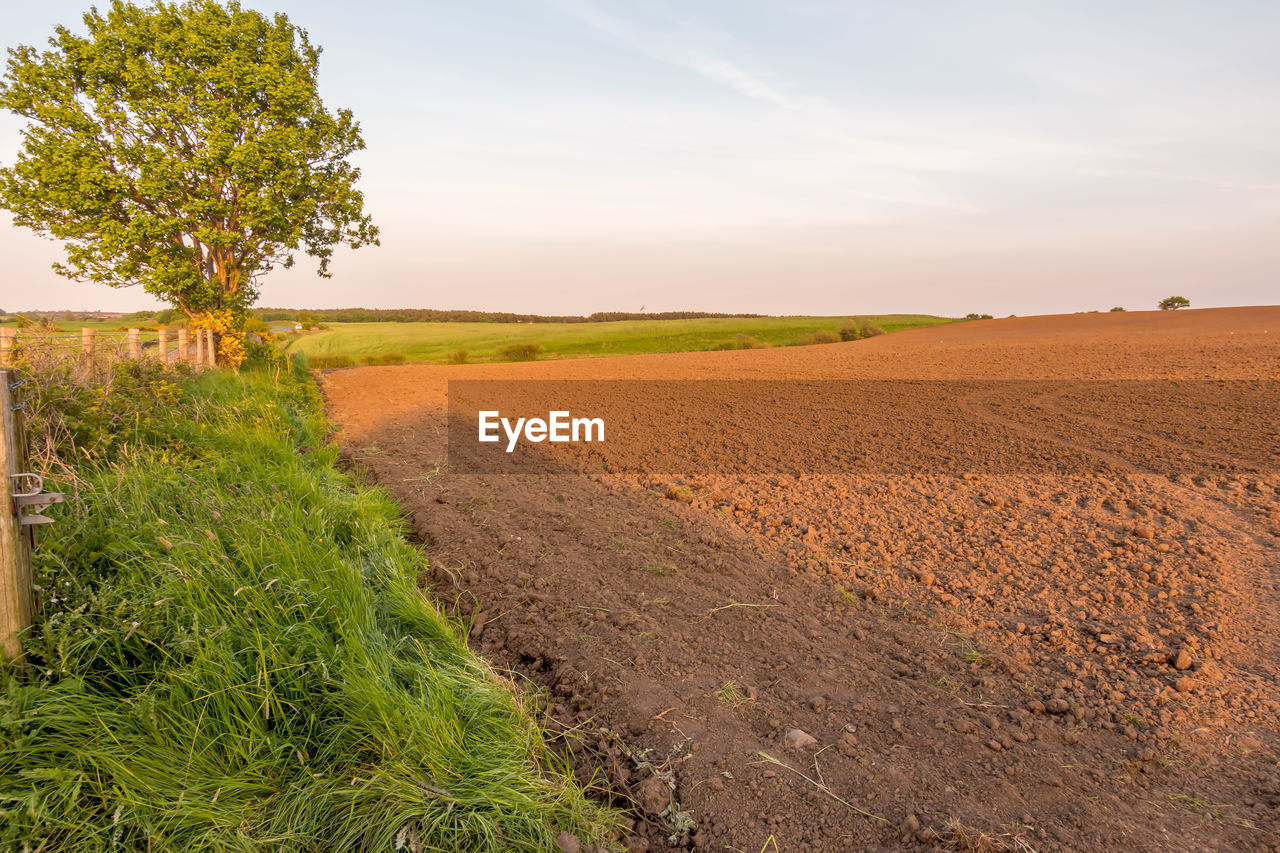 Scenic view of agricultural field against sky