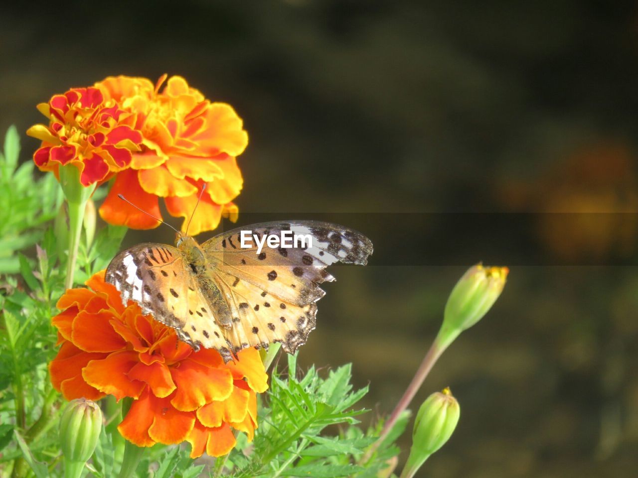 High angle view of butterfly on orange marigold at park