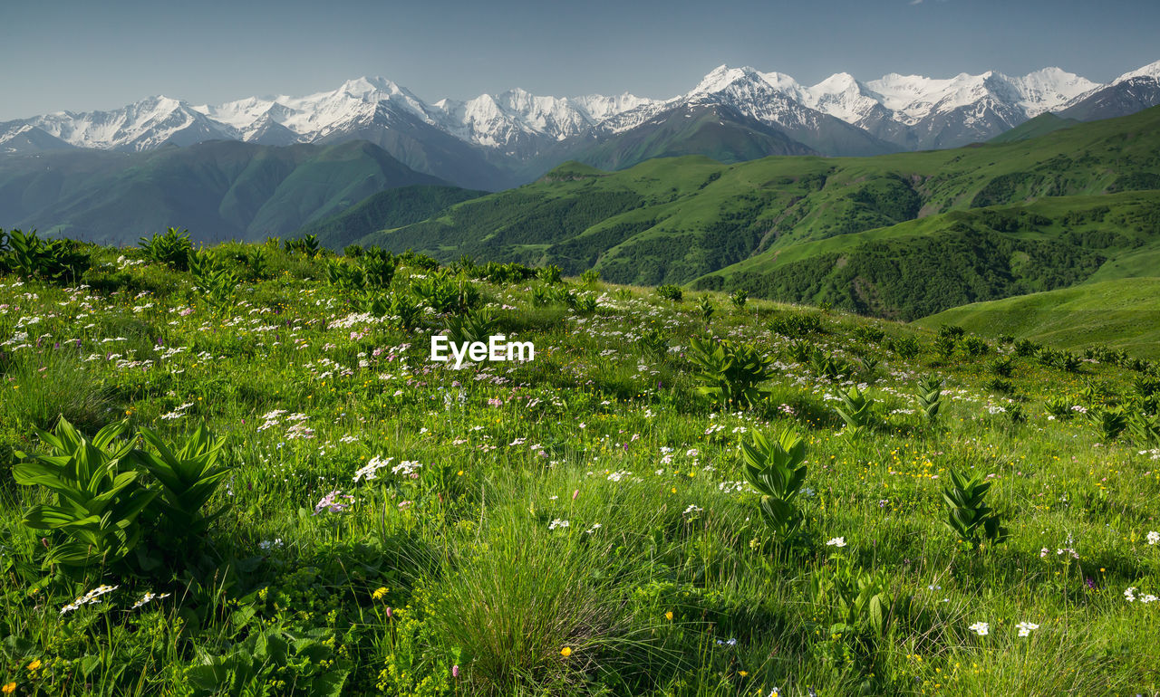 Scenic view of field against mountains