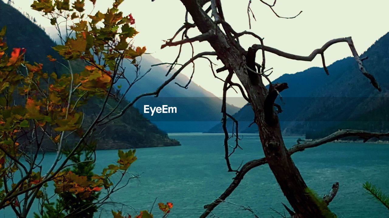 Trees with mountains in background