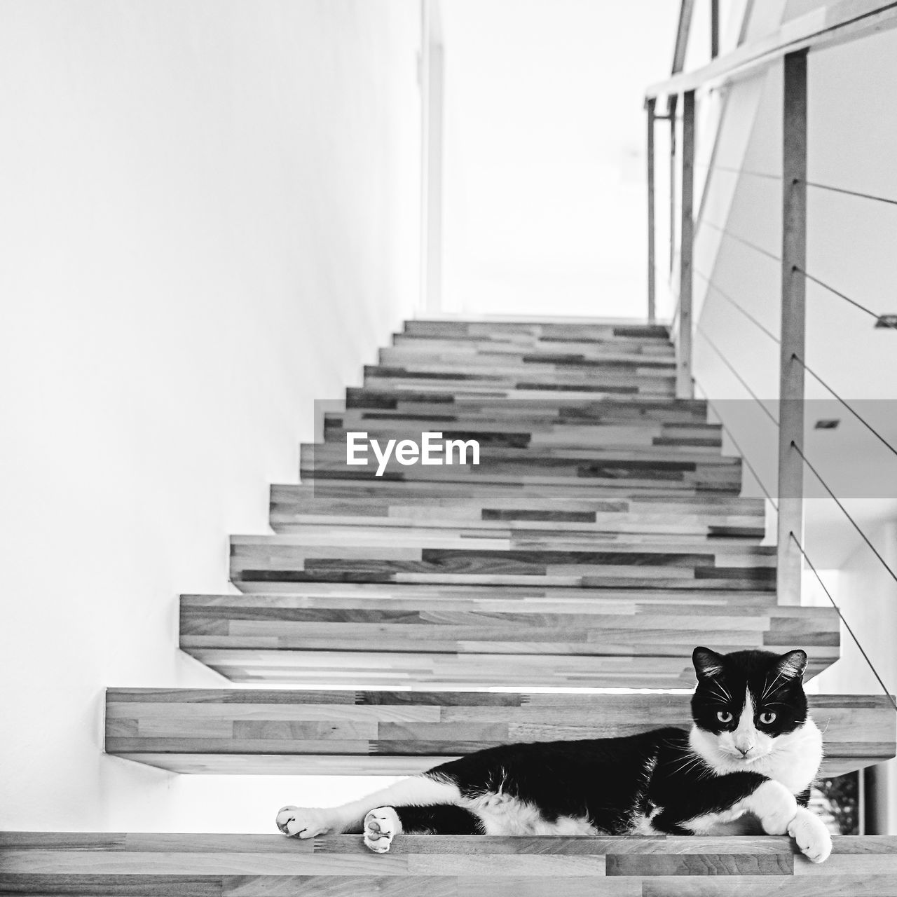 Portrait of cat relaxing on staircase