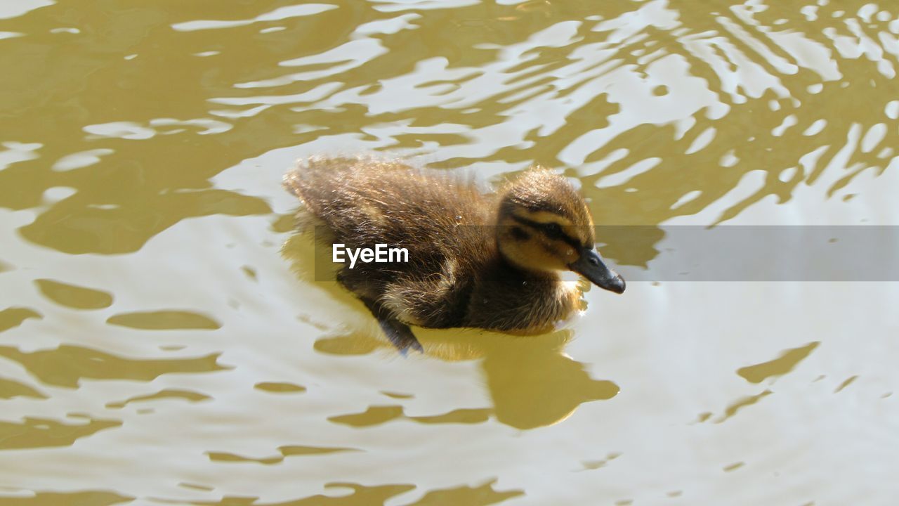 View of duckling swimming in water