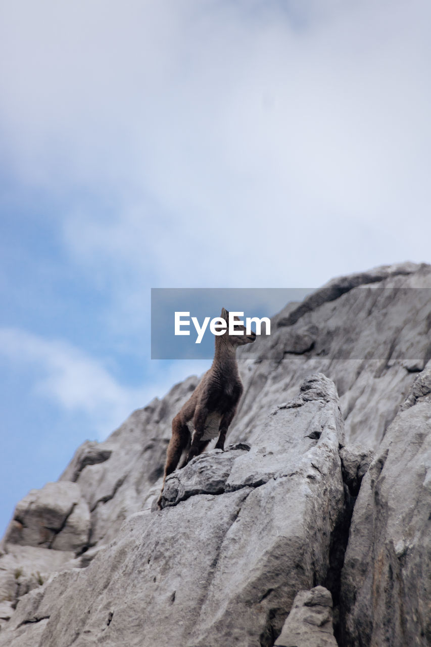 Low angle view of chamois and  rock formation against sky