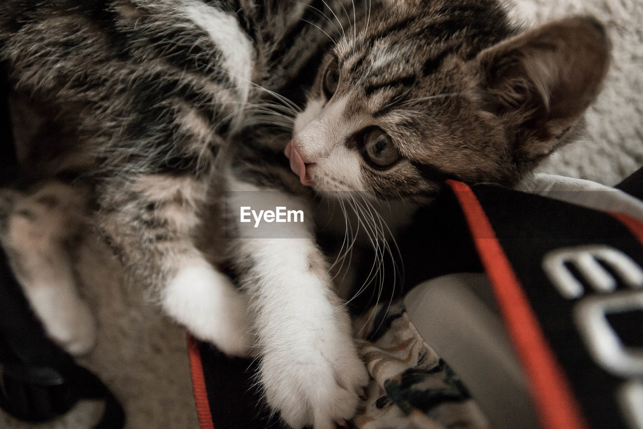 CLOSE-UP OF CAT SLEEPING ON TILED FLOOR