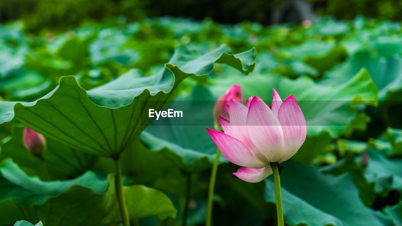 Close-up of pink lotus flower against leaves