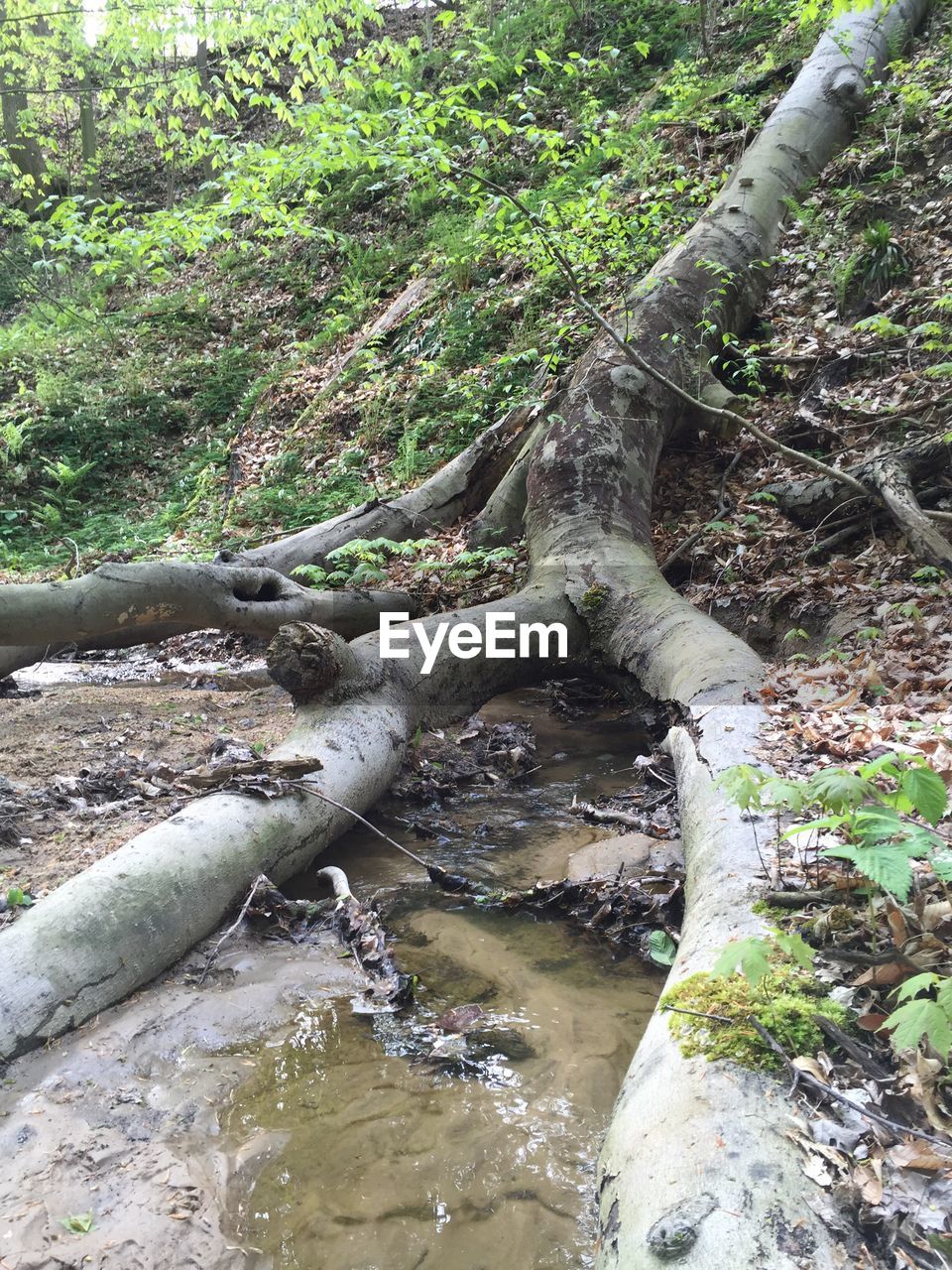 SCENIC VIEW OF RIVER FLOWING THROUGH ROCKS