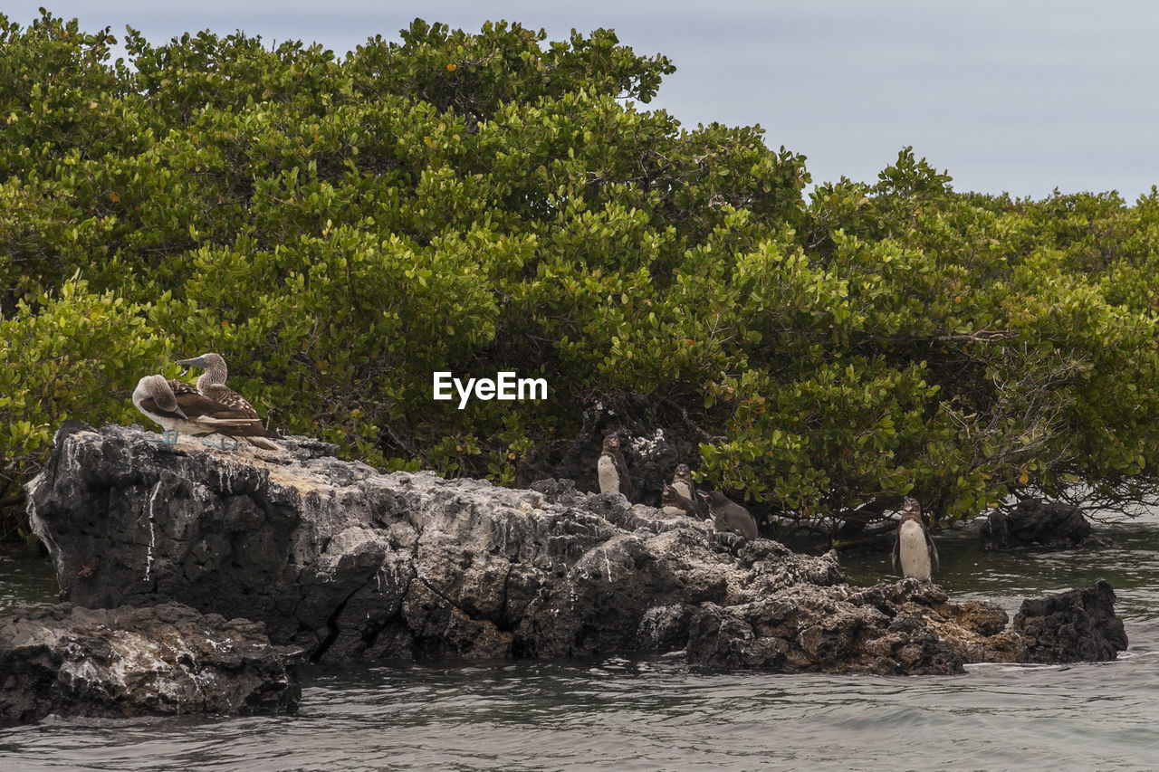 BIRD PERCHING ON ROCK AGAINST TREES AND PLANTS