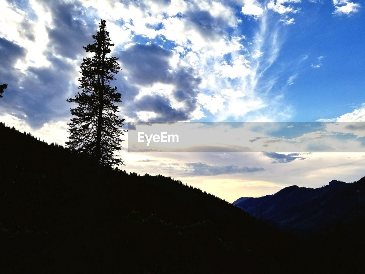 SILHOUETTE TREES AGAINST SKY
