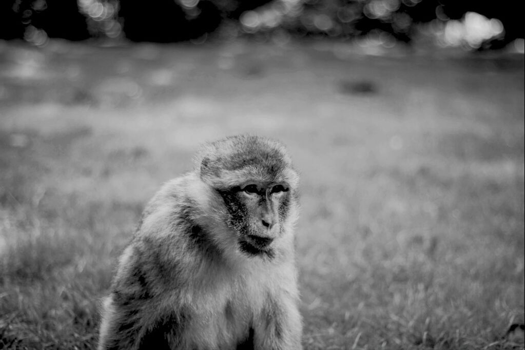 MONKEY ON FIELD