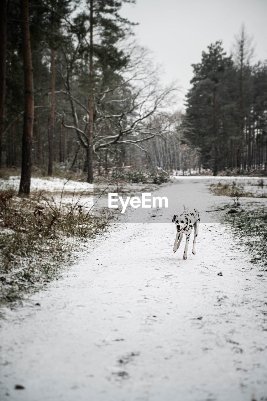 Dalmatian dog is running in snowy forest