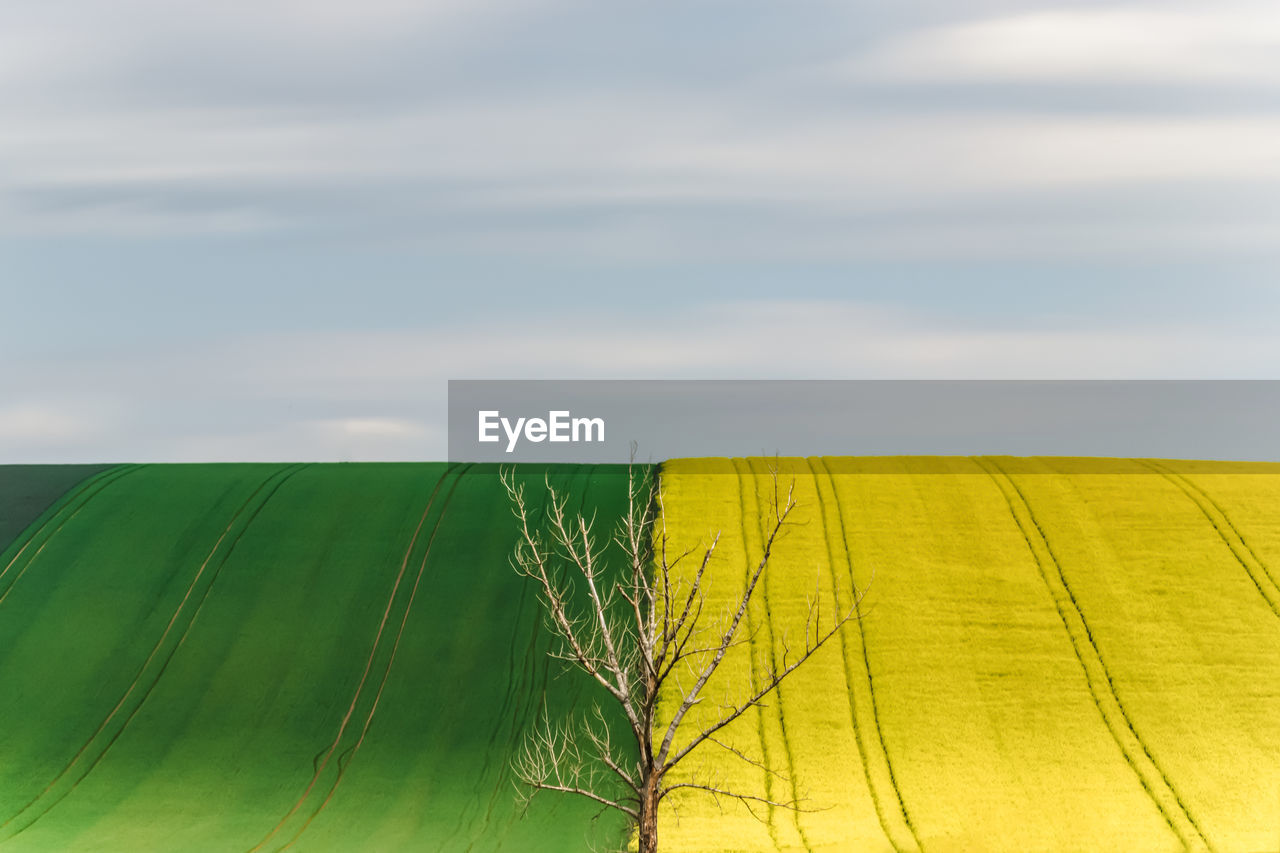 Scenic view of agricultural field against sky