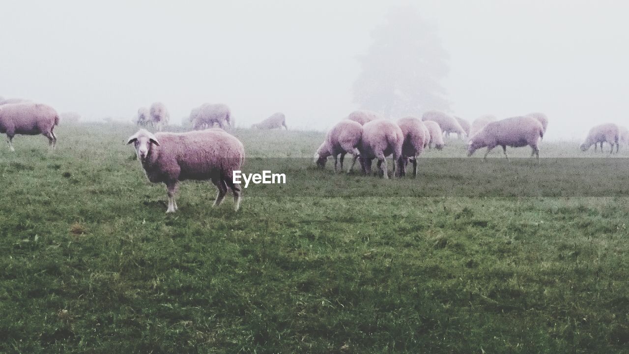 Sheep grazing in a field