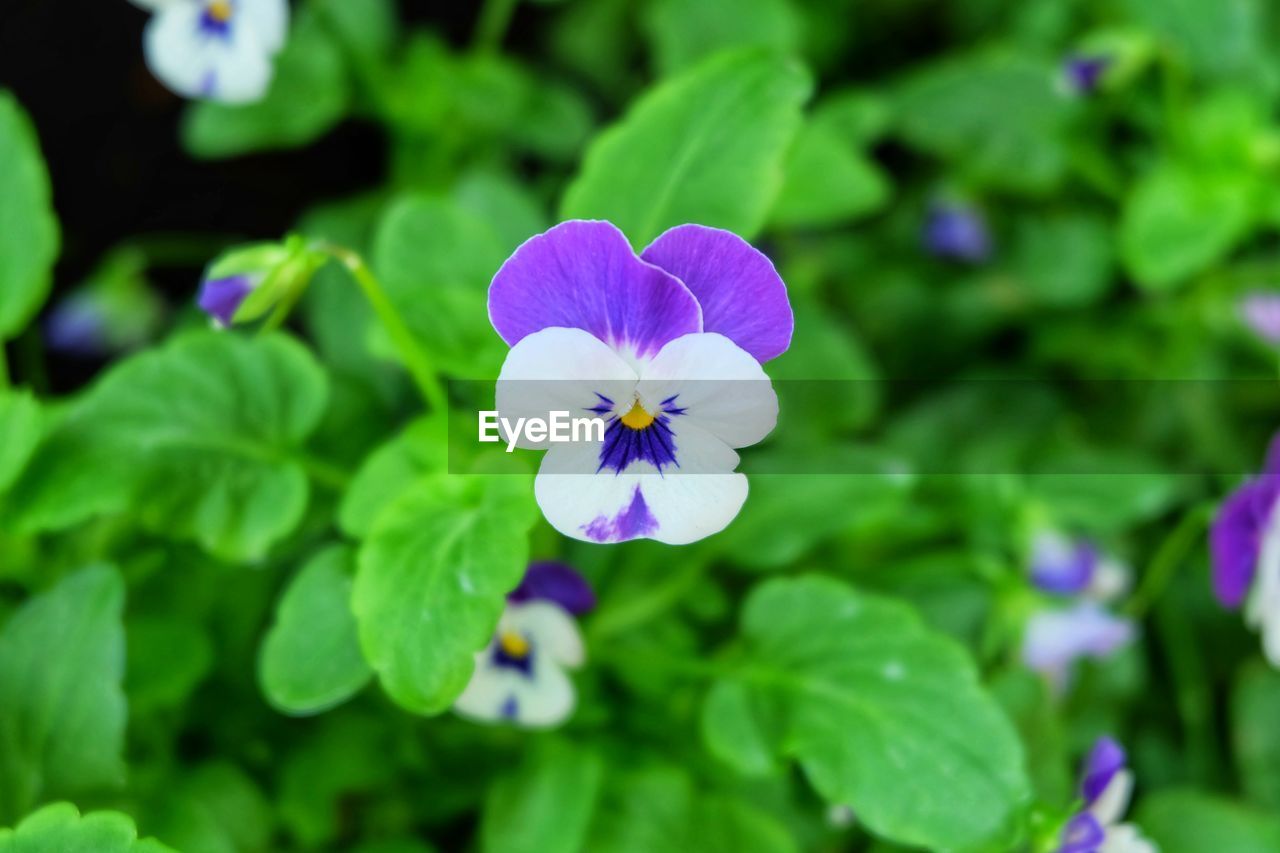 CLOSE-UP OF PURPLE FLOWER