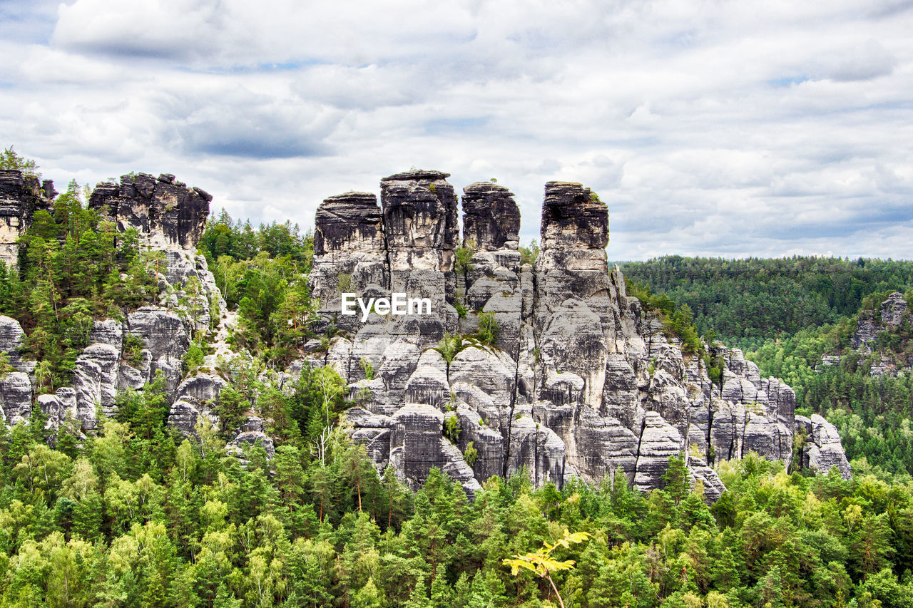 PLANTS GROWING ON ROCKS