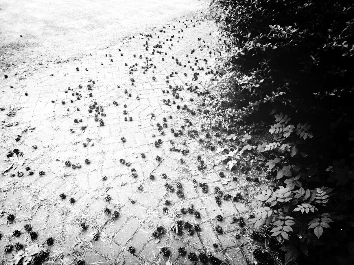 High angle view of pine cones fallen on footpath