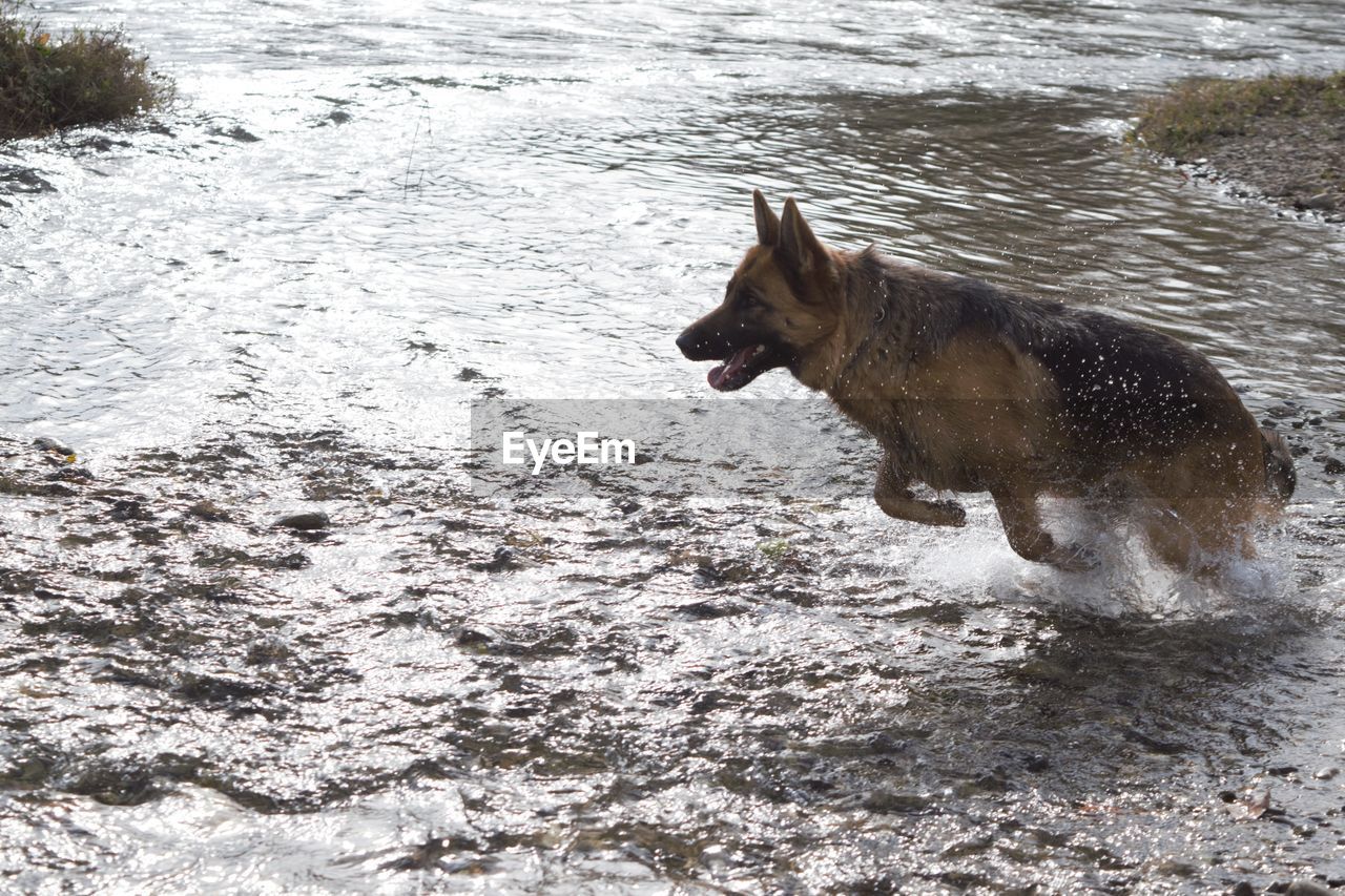 Dog on beach