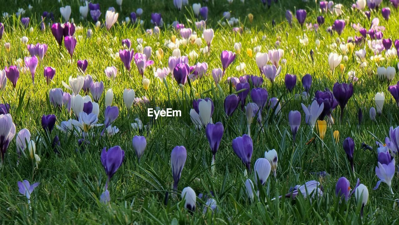 plant, flowering plant, flower, beauty in nature, freshness, purple, growth, fragility, field, land, crocus, nature, no people, petal, close-up, green, inflorescence, iris, flower head, springtime, day, flowerbed, outdoors, botany, multi colored, grass, tranquility, tulip, abundance, wildflower, blossom