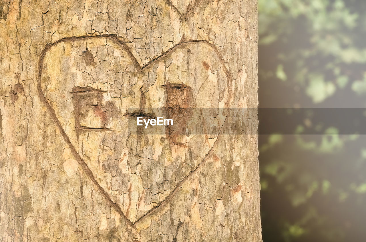 CLOSE-UP OF CARVING ON TREE TRUNK AGAINST WALL