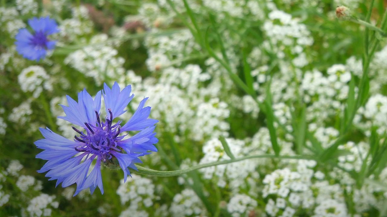 Close-up of blue flowers blooming outdoors at park