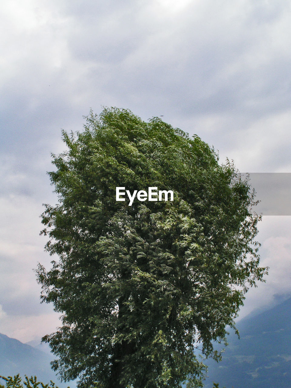 Low angle view of tree against sky