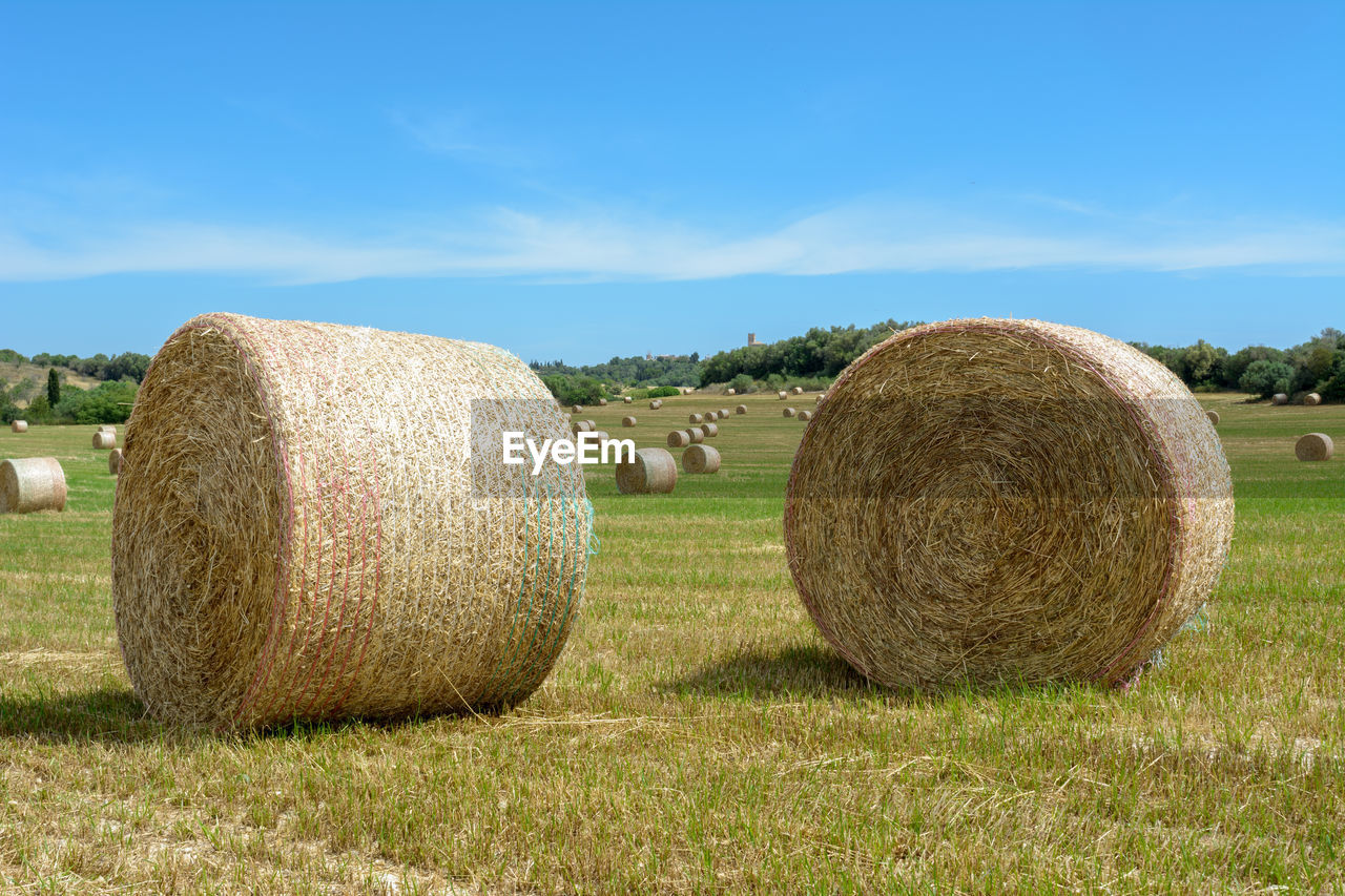 Stacks of straw - bales of hay, rolled into stacks left after harvesting of wheat ears, 