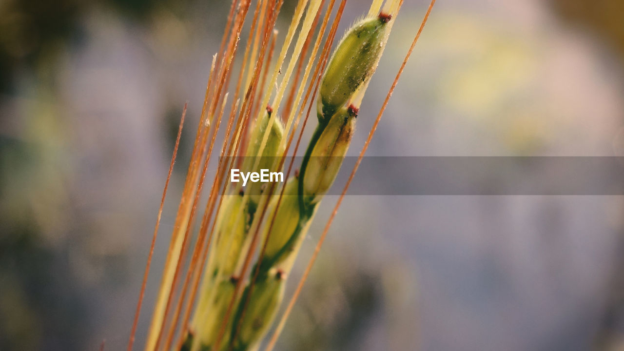 Close-up of wheat growing on field