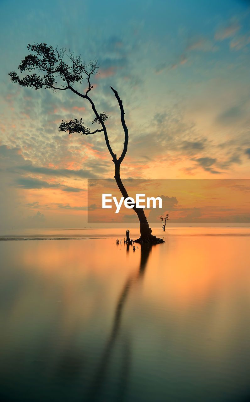 Silhouette tree by lake against sky during sunset