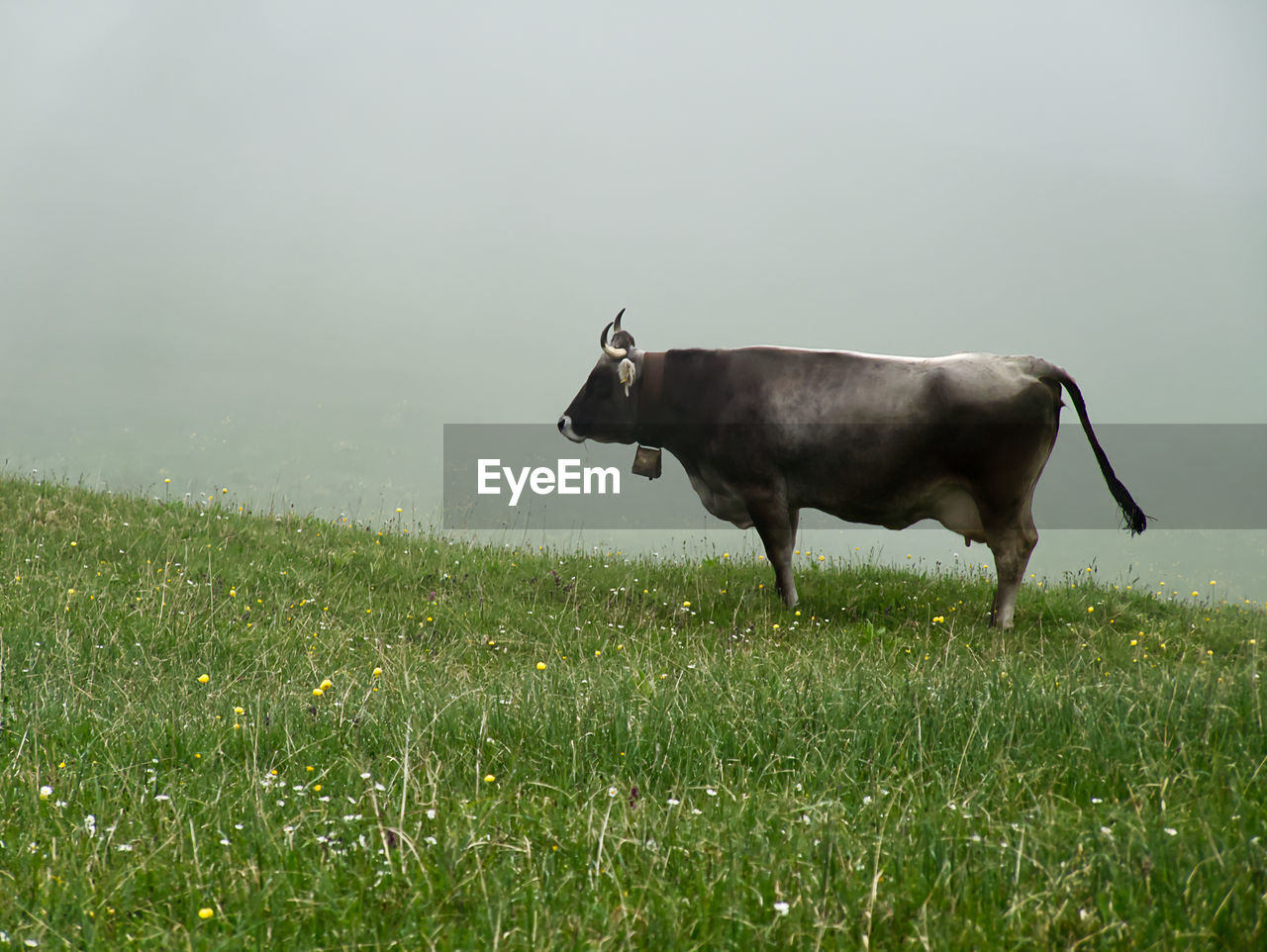 HORSE STANDING ON GRASS FIELD