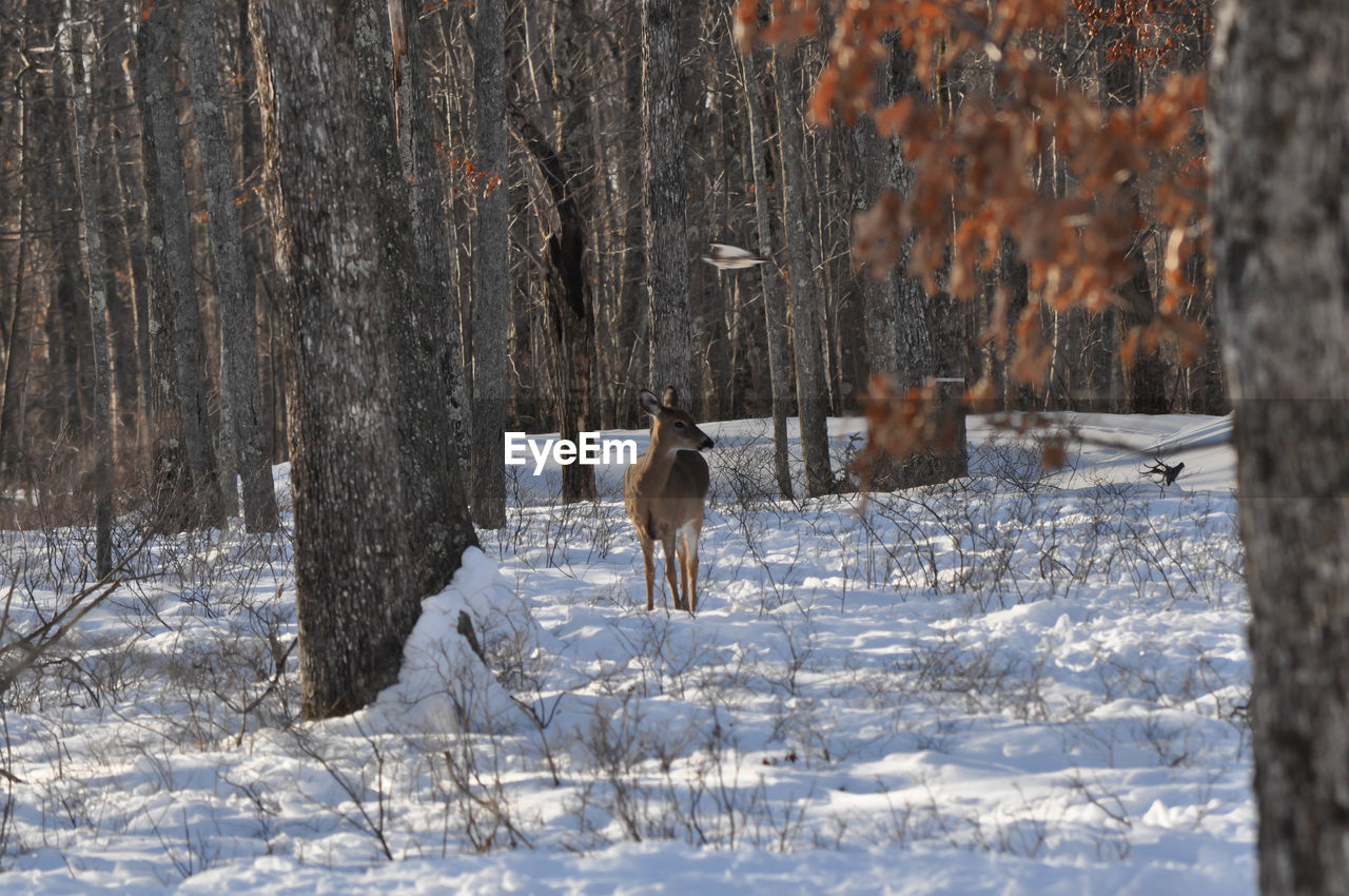 Whitetail deer with a hawk flying overhead unexpectedly