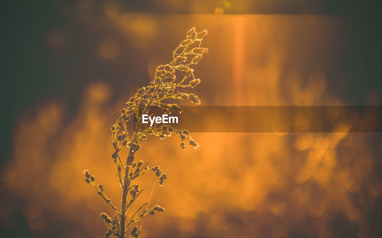 Close-up of plant at sunset