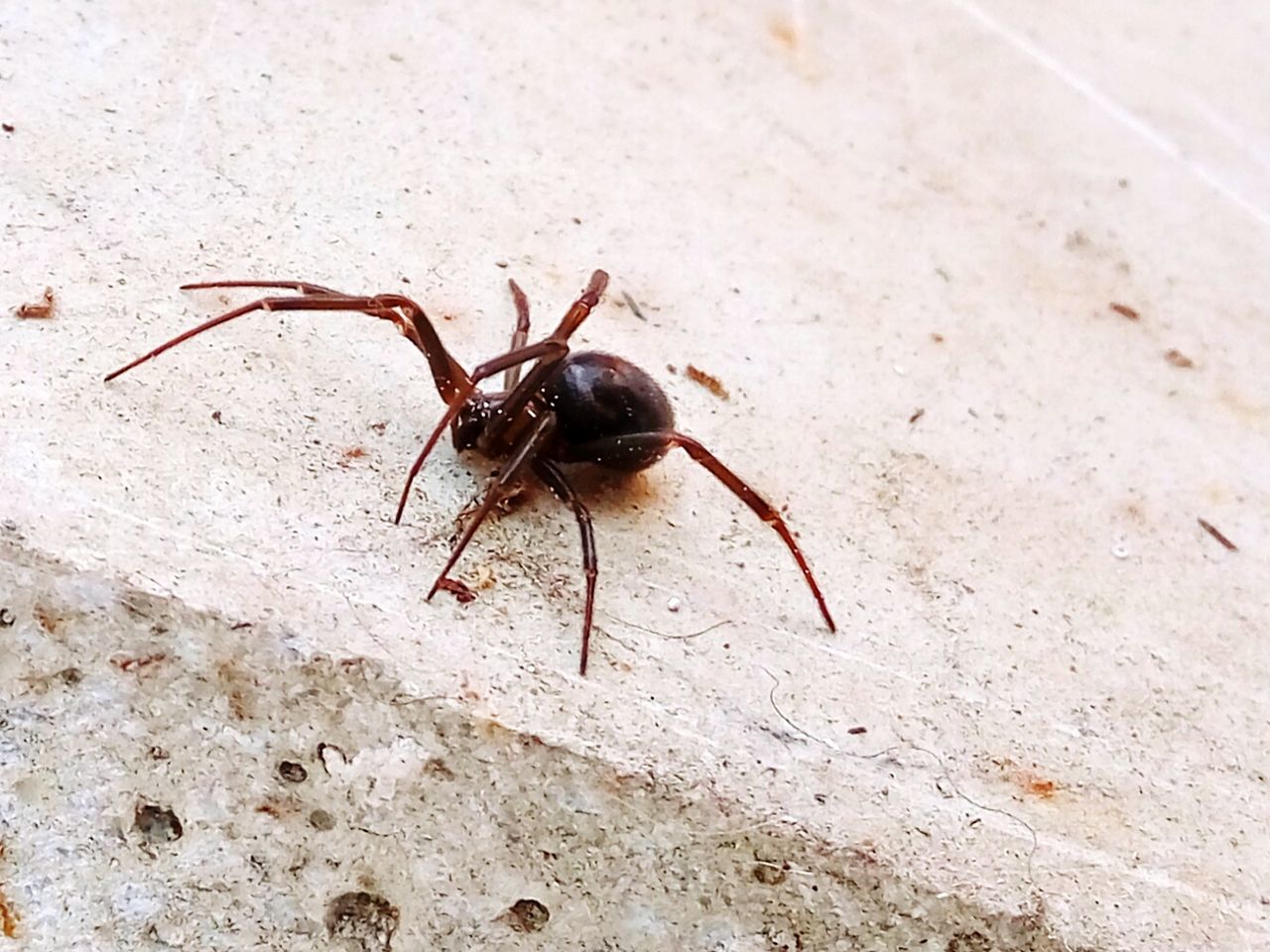 CLOSE-UP OF SPIDER OUTDOORS