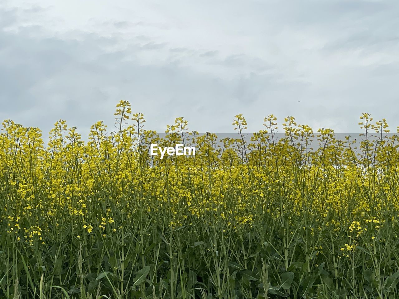 plant, field, growth, beauty in nature, rapeseed, sky, land, landscape, cloud, nature, prairie, yellow, grassland, grass, flower, meadow, environment, rural scene, agriculture, crop, freshness, canola, tranquility, no people, food, produce, rural area, green, scenics - nature, day, flowering plant, outdoors, vegetable, tranquil scene, sunlight, plain, springtime, cereal plant, farm, mustard, abundance, idyllic, summer