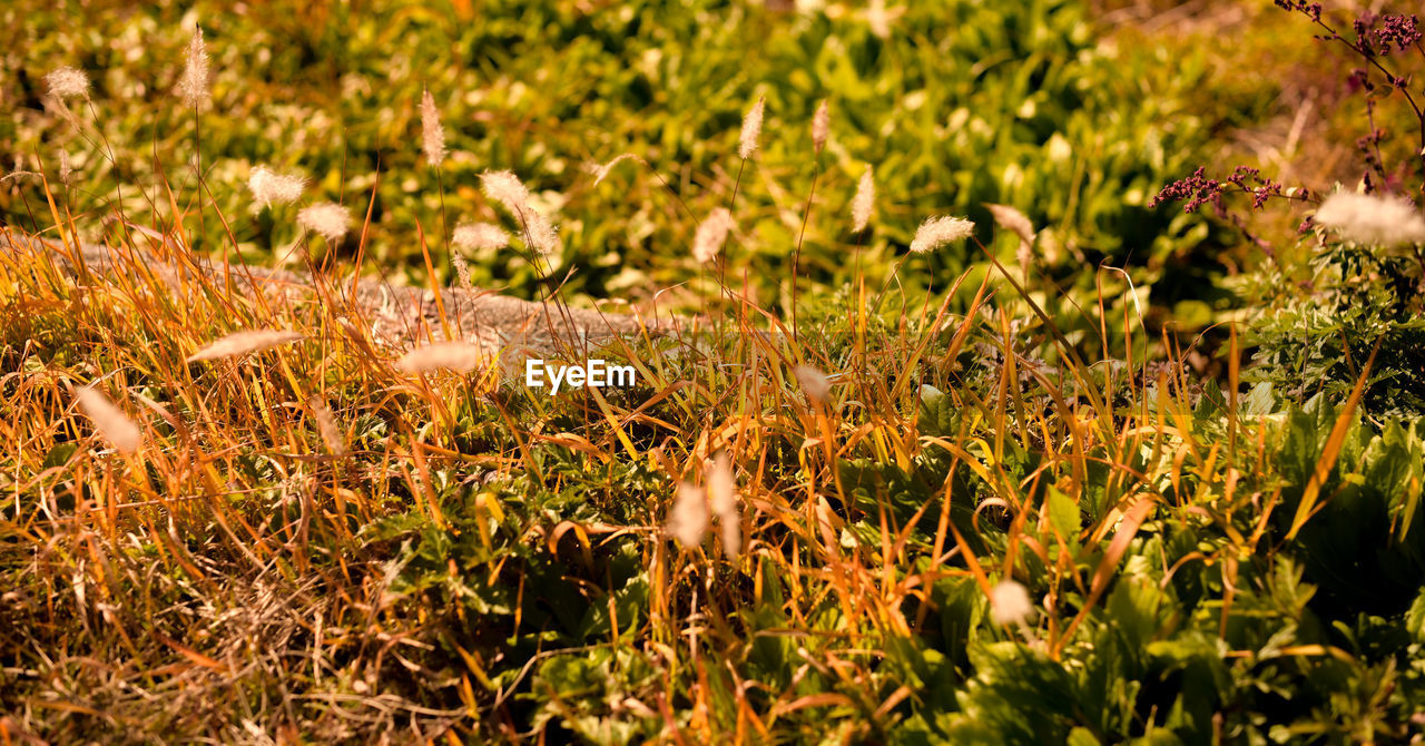 grass, nature, plant, autumn, leaf, sunlight, flower, growth, meadow, natural environment, land, no people, field, lawn, beauty in nature, day, green, prairie, wildlife, outdoors, forest, wildflower, animal, flowering plant, animal themes, tranquility, macro photography, animal wildlife, focus on foreground, close-up, woodland, one animal, fragility