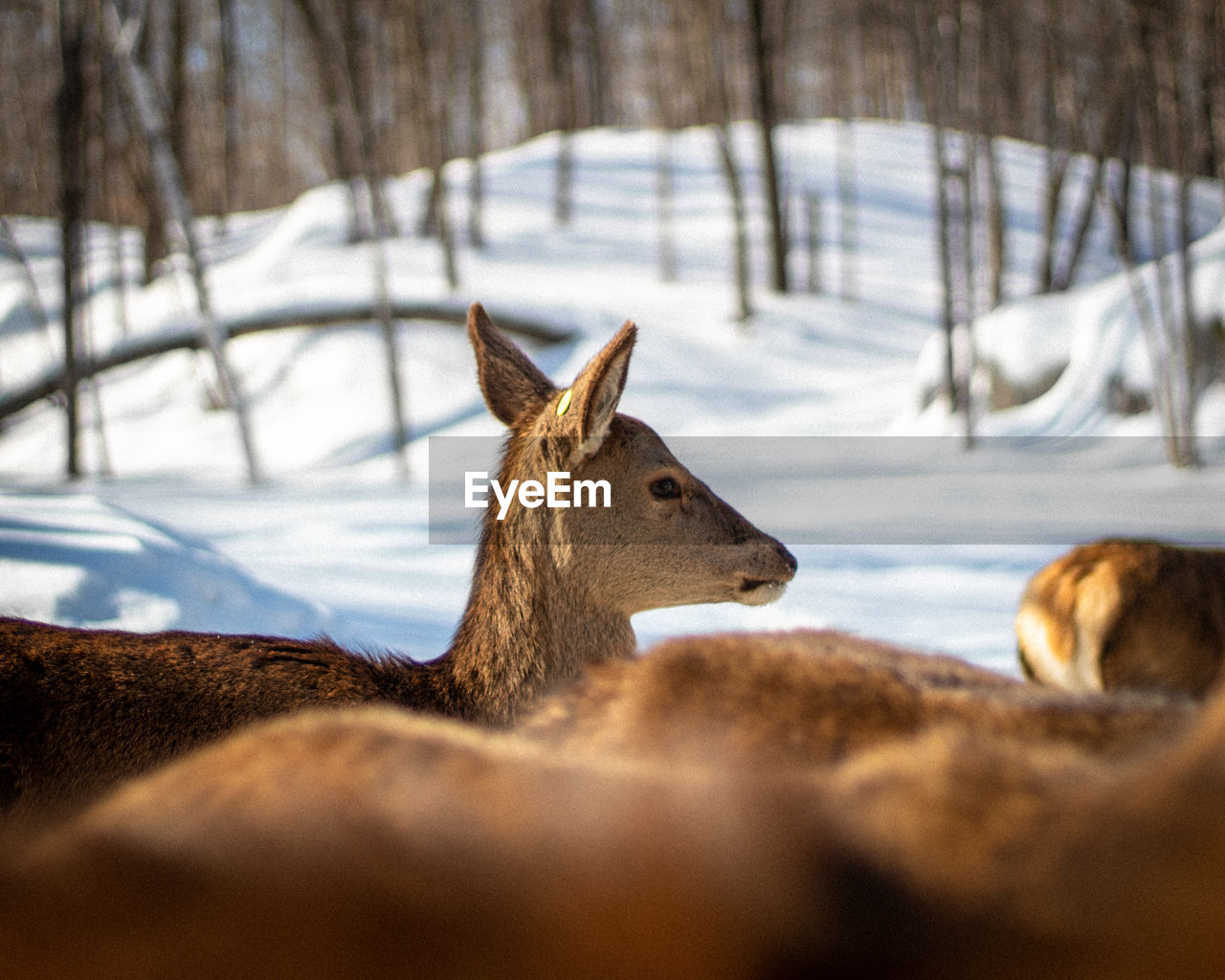 Headshot of a deer in the middle of other deer. 