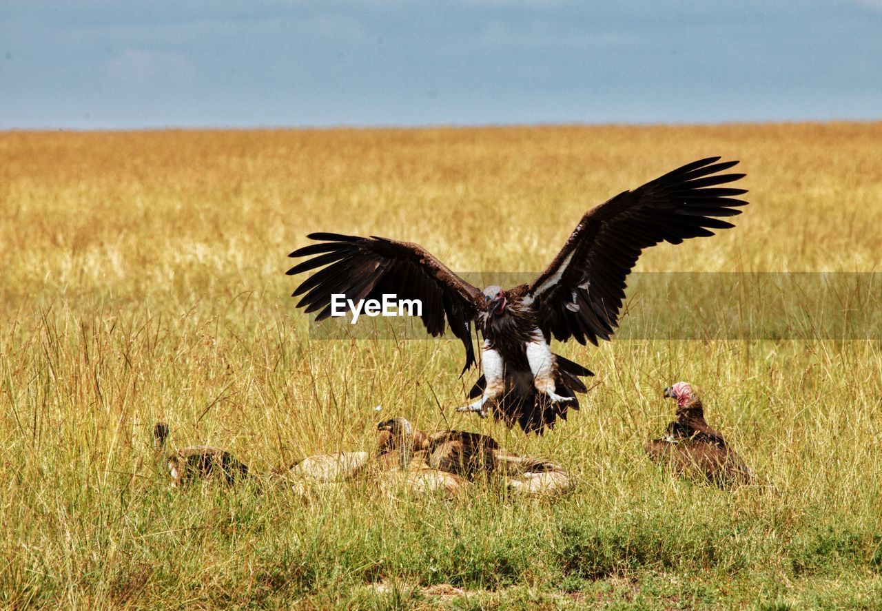 BIRD FLYING OVER FIELD