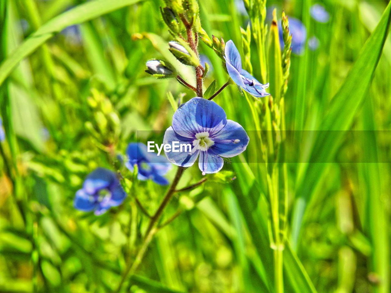 Close-up of purple flowers blooming outdoors