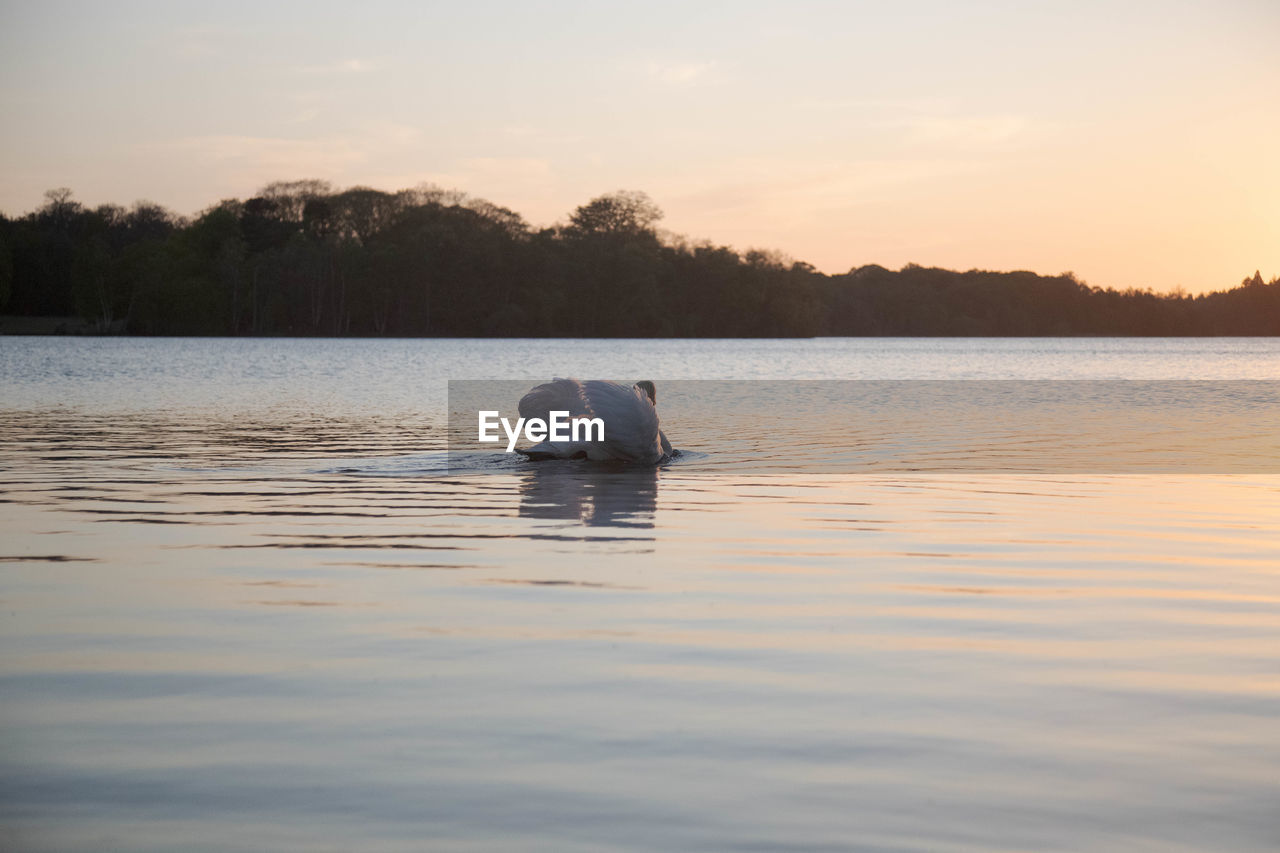 DUCKS SWIMMING IN LAKE