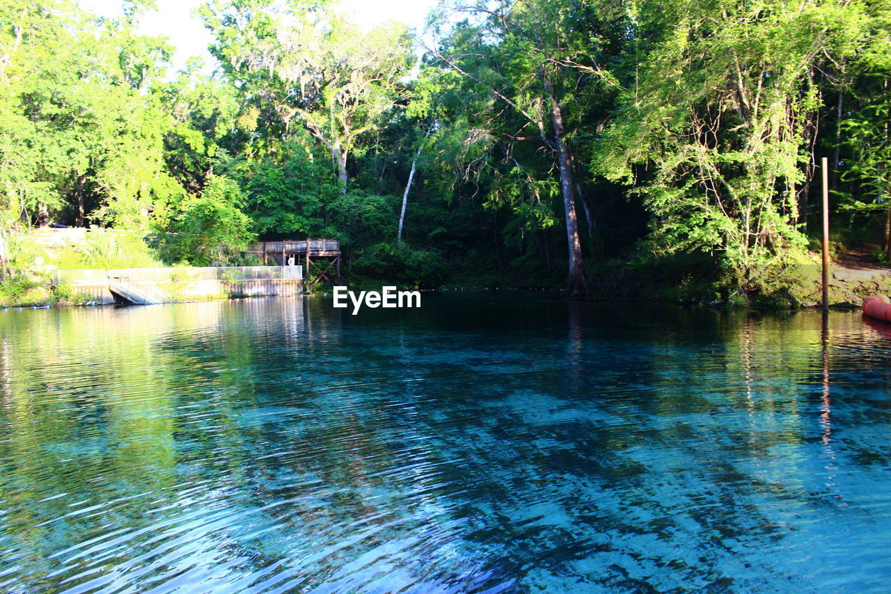 LAKE BY TREES IN FOREST