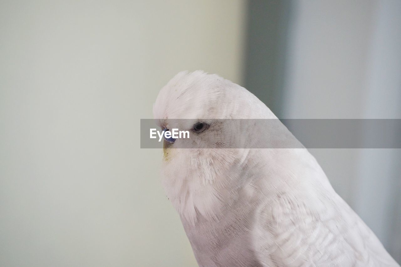 Close-up of a bird