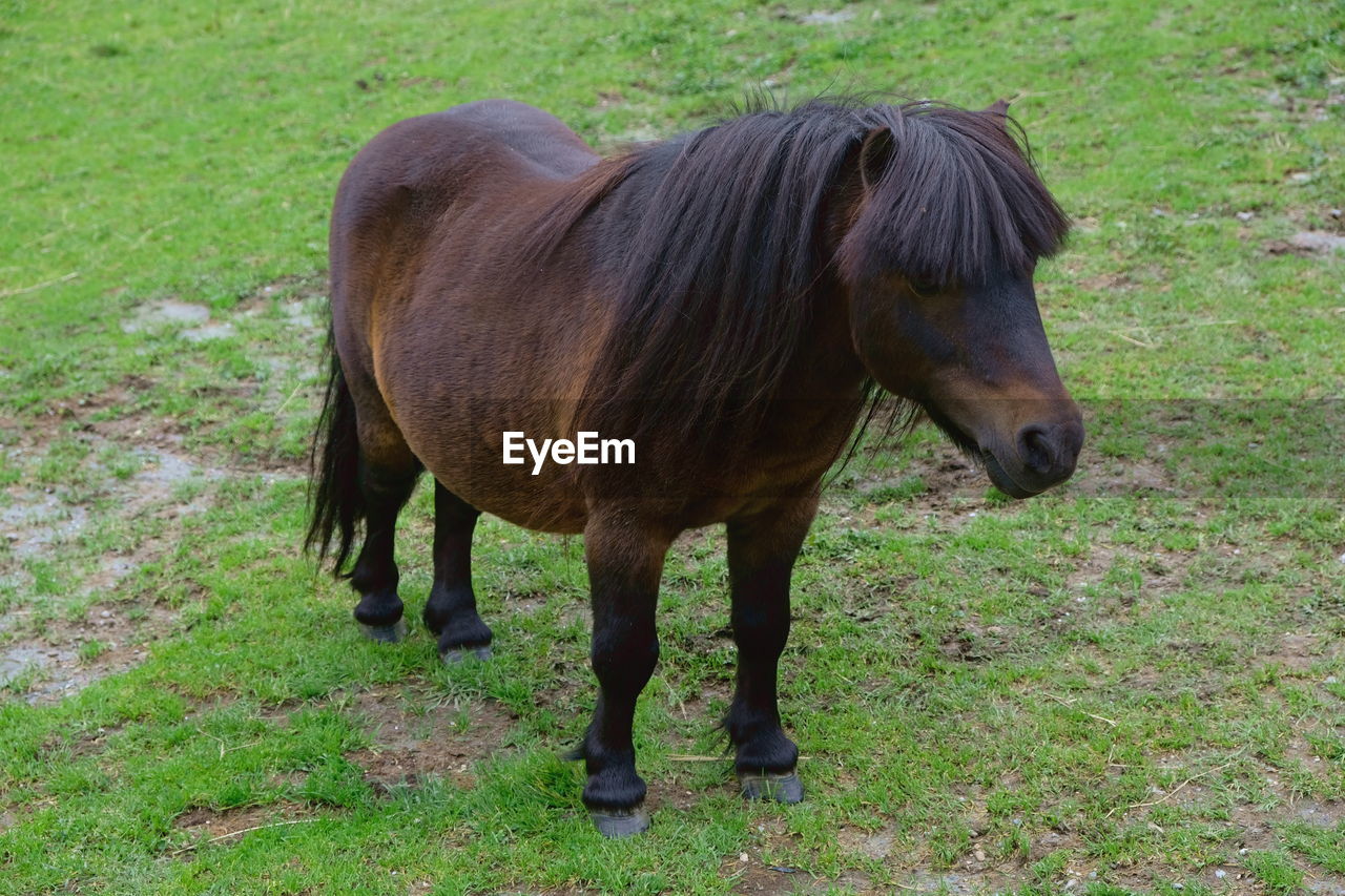 HORSE STANDING IN FARM