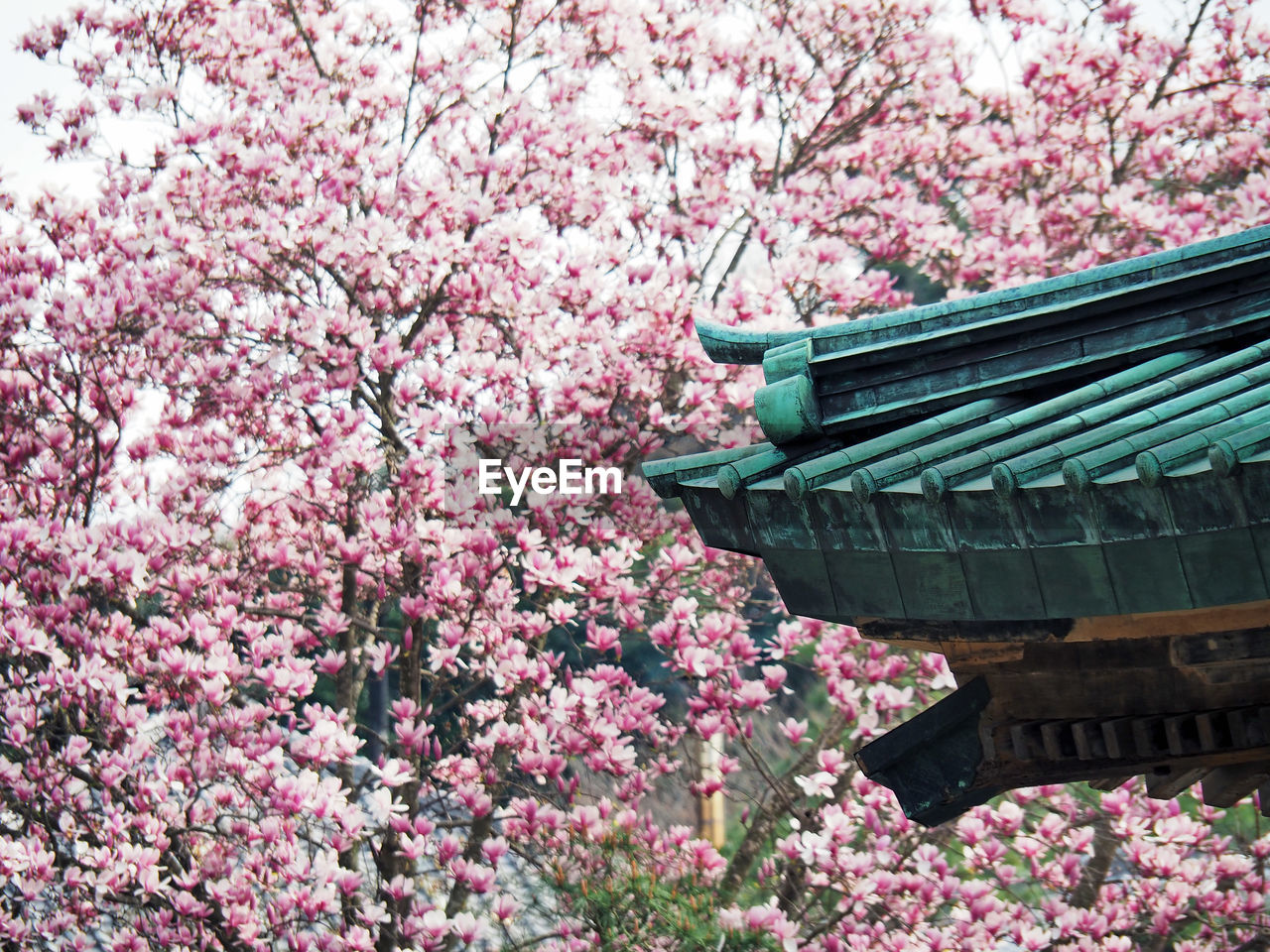 Cropped image of traditional house by cherry tree