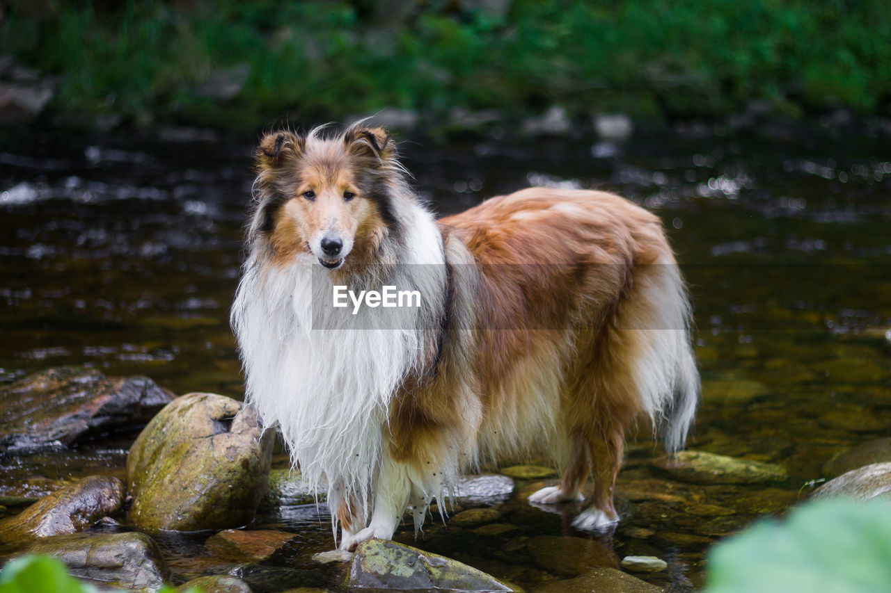 Portrait of dog standing on rock in stream