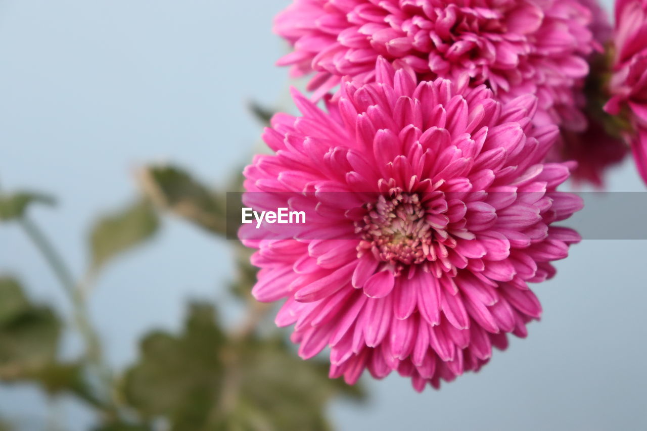 Close-up of pink dahlia flower